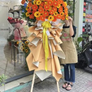 Hoa Khai Trương – Hoa đồng tiền