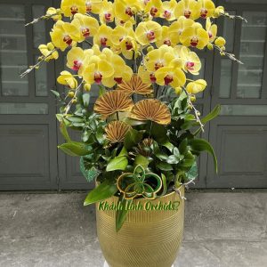 Hoa Khai Trương – Hoa lan hồ điệp